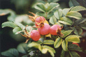 lots of vitamin C can be found for
                          example in rosehips