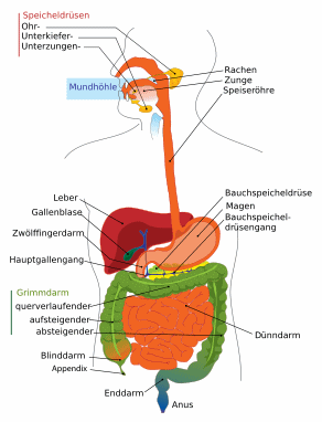 Any blood group has
                        got it's own digestion mechanisms and their own
                        gastrointestinal tract