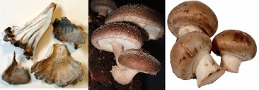 Hongos, por
                            ejemplo maitake, shiitake y championes