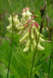 Astragalus es un modulador inmunolgico
                            y por eso cura muchas enfermedades.