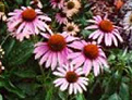 Echinacea (Sonnenhut) ist ein
                            Immunmodulator zur Strkung bei
                            Infektionskrankheiten