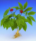 Ginseng chino generalmente regula el
                            estrs y la digestin, tiene generalmente
                            efecto contra diabetes mellitus y molestias
                            del tercer edad.