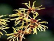 Hamamelis generalmente tiene efecto
                            como astringente (restaar la sangre), y
                            contra hemorroides, heridad, picaduras de
                            insectos, lceras, lceras dolorosos