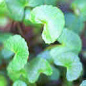 Hydrocotyle asiatico (Gotu-Kola)
                            promueve sobre todo la curacin de heridas.