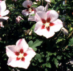 El extracto del malvavisco (hibiscus
                            syriacus) generalmente tiene un efecto
                            sedante de dolores; calma mucosas, sobre
                            todo en el tracto gastrointestinal