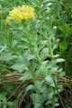 Rhodiola rosea generalmente reduce el
                            estrs y estabiliza el corazn.