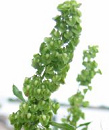 Rumex crispus apoya la formacin de la
                            sangre; tratamiento de enfermedades de piel
                            con la causa de digestin flaca y funcin
                            flaca del hgado