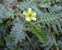 Tribulus (aqu: tribulus terrestris)
                            aumenta el nivel de testosterona y abalanza
                            el estrs.