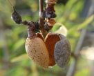 mucha vitamina E, p.e. en almendras