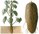 La raz de la yam silvestre
                            generalmente es una fuente de progesterona;
                            para tratamiento de convulsiones gstricas,
                            dolores musculares, convulsiones musculares,
                            sntomas de climaterio; aplicacin contra
                            nivel alto de colesterina y triglicrido