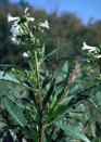 La tintura de la yerba santa (aqu: la
                            yerba santa) tiene efecto ligero
                            deshinchando, y expectorante