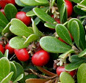 Brentraube (Arctostaphylos uva-ursi)
                        unstersttzt generell die Blasenfunktion