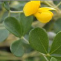 Baptisia (Wilder Indigo) wirkt generell als
                        Kreislaufstimulans,regulierend und antibiotisch