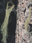 Die
                        Bartflechte (Usnea barbata) wirkt generell
                        antibiotisch gegen Bakterien