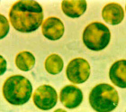 Chlorella-Algen sind ein Immunmodulator
                            [und ein Mittel zur Ausleitung von Metallen,
                            siehe Amalgam]