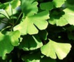 Ginkgo tiene el efecto para rebajar la
                            sangre y por eso generalmente tiene un
                            efecto bueno con los grupos sanguneos con
                            un sangre denso (grupo A), y as
                            generalmente fortalece el cuerpo del grupo
                            A.