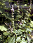 Heiliges Basilienkraut (Ocimum sanctum)
                        senkt generell den Cortisolspiegel und reguliert
                        die Krperfunktionen bei Stress