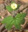 Kanadische Gelbwurzel (Goldenseal) wirkt
                        generell abwehrstrkend, antibakteriell, gegen
                        Erkltungskrankheiten, infektisen Durchfall,
                        Giardia-Infektionen, peptischen Ulkus und
                        Gebrmutterblutungen