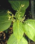 Pferdekraut (Collinsonia canadensis) strkt
                        generell die Nebenhhlen sowie die Schleimhute
                        des Verdauungskanals; untersttzt die
                        Venenfunktionen