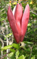 Purpurmagnolie (magnolia liliiflora) wirkt
                        generell gegen Nebenhhlenbeschwerden und
                        Allergien