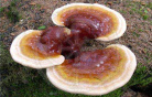 Reishi-Pilzextrakt (hier ein Reishipilz)
                        frdert generell die Virenresistenz, senkt
                        Blutdruck, senkt LDL-Cholesterin und
                        Triglyzeride und verhindert Blutgerinnsel