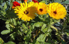 Ringelblume (Calendula) wirkt generell bei
                        Entzndungen, Ekzemen und Hauterkrankungen