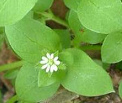 Vogelmiere regt generell die Produktion von
                        Gallenflssigkeit an, wirkt bei Asthma,
                        Magenverstimmung, Hauterkrankungen, beruhigt und
                        schtzt geschdigte Schleimhute