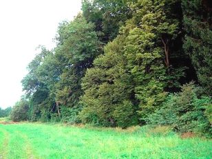 Un
                          linde del bosque con diversos verdes con la
                          luz diversa