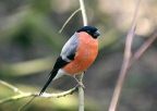 Pajaro camachuelo
                          (macho)