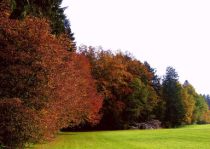 A
                          forest edge in Central Europe during autumn