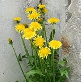 Common dandelion