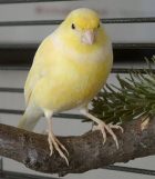 Canary bird changing it's color depending
                          on the food