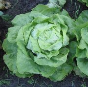 Der
                          Astronom Flammarion machte Farbexperimente mit
                          Salat (hier ein Kopfsalat) mit erstaunlichen
                          Resultaten