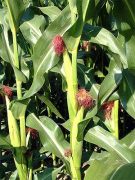 Corn
                          growing best under white glass