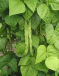 Beans growing best under white and red
                          glass