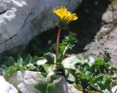 Der
                          Alpenlwenzahn ist viel kleiner und hat eine
                          intensivere Farbe, gemss Farbentherapie wegen
                          des intensiveren, blauen Lichts im
                          Hochgebirge