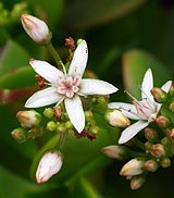 Crassula-Blten (Blten des
                          Dickblattbaums, Geldbaum, Pfennigbaum) duften
                          nach Banane, wenn sie unter Rotlicht gezogen
                          werden