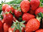 Erdbeeren im Krbchen: Erdbeeren,
                          die unter Rotlicht gezogen wurden, bekommen
                          einen hervorragenden Geschmack