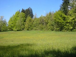 Am
                          Waldrand sieht man das Grn in all seinen
                          Nuancen, vom Sonne durchleuchteten gelblichen
                          Grn bis zum blulichen Grn im Schatten