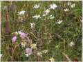 Blumenwiese ist Naturapotheke
