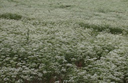 Anisfeld