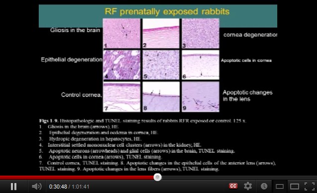 Die
                  immunohistochemische Untersuchung bei erwachsenen und
                  neugeborenen Kaninchen: totes Gewebe