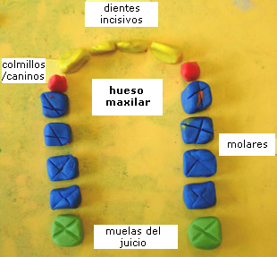 Un
                          modelo en color de una dentadura permanente de
                          una persona adulta con dientes incisivos,
                          dientes caninos y dientes molares y las muelas
                          del juicio