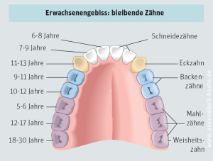 Das Erwachsenengebiss in einem
                                farbigen Schema mit den Jahresangaben,
                                wann die Zähne etwa durchbrechen: die
                                ersten Mahlzähne (Molaren) mit 5-6
                                Jahren, die zentralen Schneidezähne mit
                                6-8 Jahren, die zweiten Schneidezähne
                                mit 7-9 Jahren, die ersten Backenzähne
                                (Prämolaren) mit 9-11 Jahren, die
                                zweiten Backenzähne (Prämolaren) mit
                                10-12 Jahren, die Eckzähne mit 11-13
                                Jahren, die zweiten Mahlzähne (Molaren)
                                mit 12-17 Jahren, die dritten Mahlzähne
                                (Molaren, Weisheitszähne) mit 18-30
                                Jahren [16].