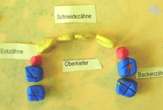 Ein farbiges Modell eines des
                                Milchzahngebisses mit Schneidezhnen,
                                Eckzhnen und Backenzhnen