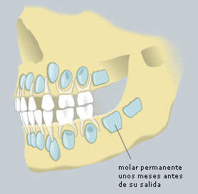 Sobre resp. debajo
                        de los dientes de leche esperan los dientes
                        permanentes, resp. los dientes permanentes
                        expulsan los dientes de leche en la niñez y en
                        la juventud [16].