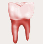 Un diente molar, un imagen
                  más o menos realista