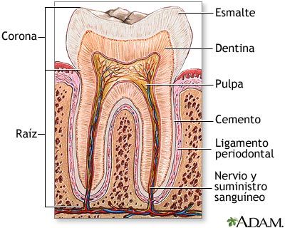 Diente, esquema de un diente molar con
                          indicaciones, del interior al exterior: Pulpa,
                          nervio y suministro sanguíneo, dentina,
                          esmalte, cemento, ligamento periodontal. El
                          diente es partido en raíz y corona [46].