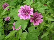 Enfermedades de las v�as urinarias
                              curan p.e. con malva