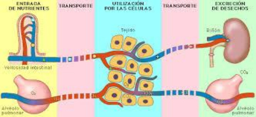 Desintoxicaci�n esquema 01 con
                            nutrici�n y aire